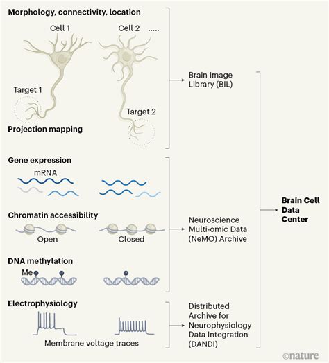 A Census Of Cell Types In The Brains Motor Cortex