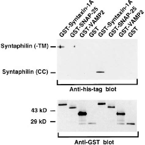 Figure 1 From Syntaphilin A Syntaxin 1 Clamp That Controls Snare