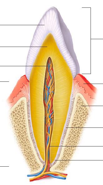 Labeling Tooth Anatomy Diagram Quizlet