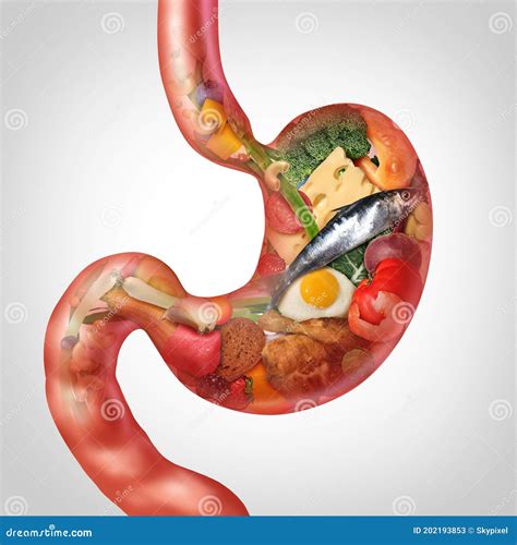 Food Digestion stock illustration. Illustration of human - 202193853