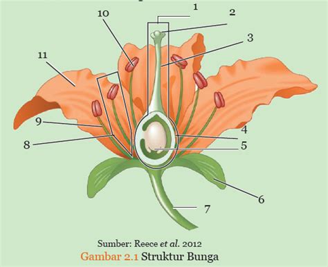 Detail Contoh Perkembangbiakan Generatif Pada Tumbuhan Koleksi Nomer