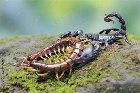 An Asian Forest Scorpion Is Ready To Prey On A Centipede Scolopendra