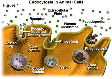 Molecular Expressions Cell Biology Endosomes