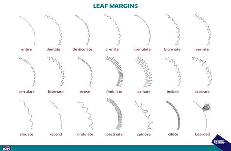 Leaf Margins – Recognise Plants