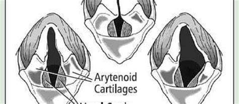 Laryngeal Paralysis In Dogs - WildCreaturey