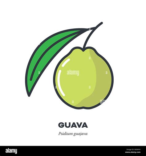 Guava Fruit Icon Outline With Color Fill Style Vector Illustration