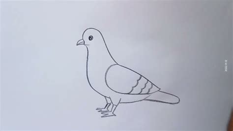 Pigeon Drawing For Kids