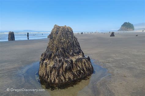 Neskowin Beach: Ancient Ghost Forest at Proposal Rock - Oregon Discovery