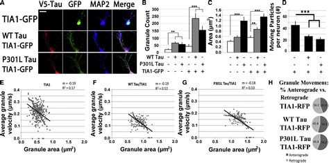 Interaction Of Tau With The RNA Binding Protein TIA1 Regulates Tau