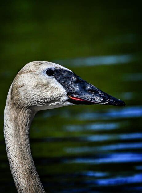 Premium Photo | The trumpeter swan