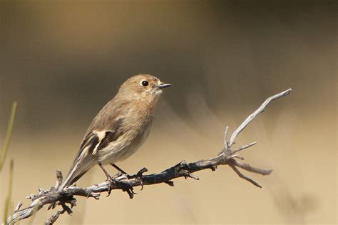 Flame Robin - ClimateWatch Australia- Citizen Science App