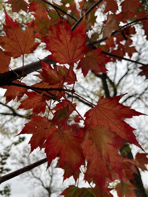 Maple Regal Celebration Falk Nurseries