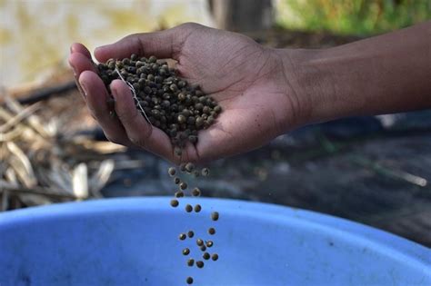 Pakan Udang Jerbung Kebutuhan Nutrisi Jenis Pemberian