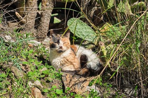 Premium Photo | Local cute outdoor colorful cat sleeps in the shade of cacti pet care ...