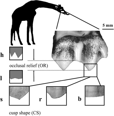 Giraffe Teeth Diagram