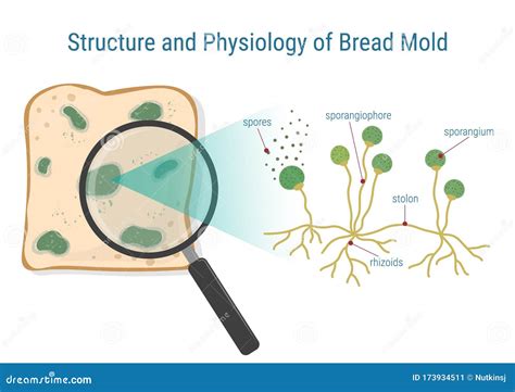 Structuur En Fysiologie Van De Broodschimmel Vector Illustratie
