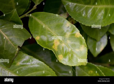 Leaf Chlorosis Disease Hi Res Stock Photography And Images Alamy