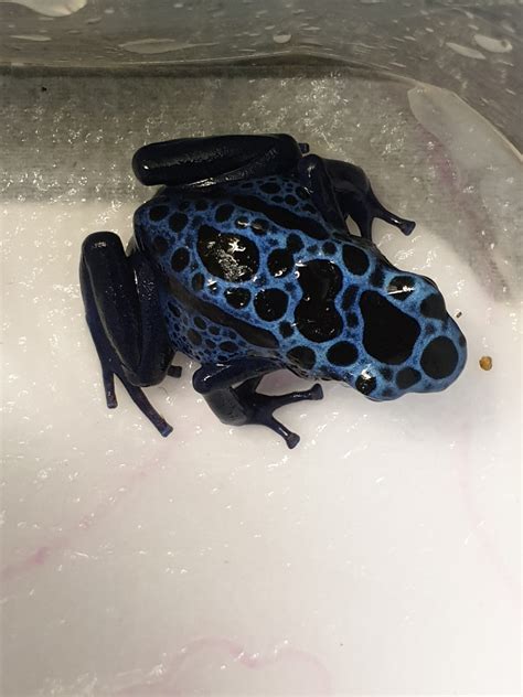 Dendrobates T Azureus Animal Attraction