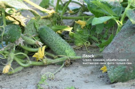 The Photo Shows A Young Cucumber Bush You Can See How The Vegetable