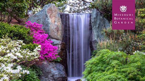 Mo Botanical Garden On Twitter Host Your Next Virtual Meeting Or Happy ...