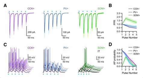 Vhpc Inputs Drive Interneurons With Distinct Temporal Dynamics A