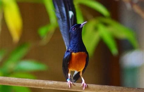 suara murai batu  masteran  pancingan mp