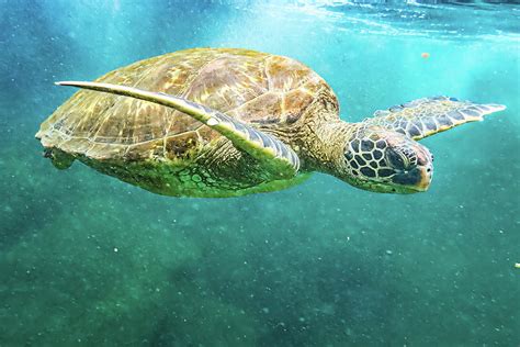 Snorkeling With The Sea Turtle Photograph by Alex Mironyuk - Fine Art ...