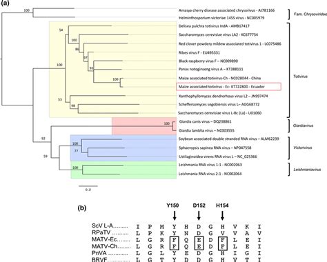 A Phylogenetic Tree Based On The Rna Dependent Rna Polymerase Showing