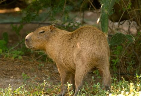 100 Capybara Pictures