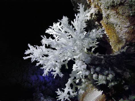 Speleothems - Caves and Karst (U.S. National Park Service)