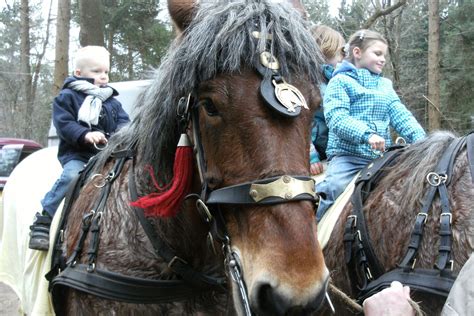 Dag Van Het Bos Bij Natuurmuseum Holterberg In Holten