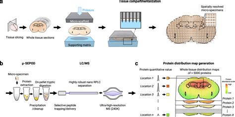 In Depth Mapping Of Protein Localizations In Whole Tissue Using Micro