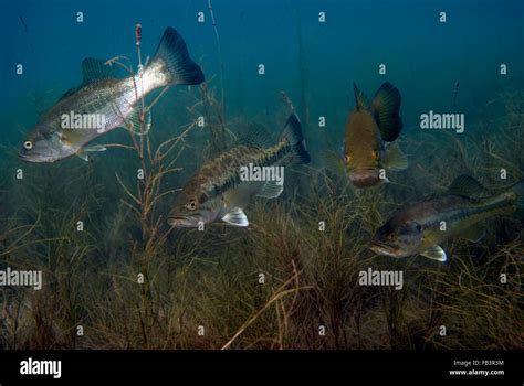 Bass Shoal Stock Photo - Alamy