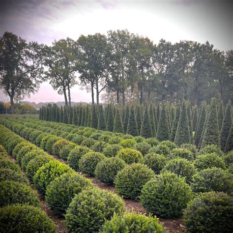 Osmanthus Topiary Balls Form Plants