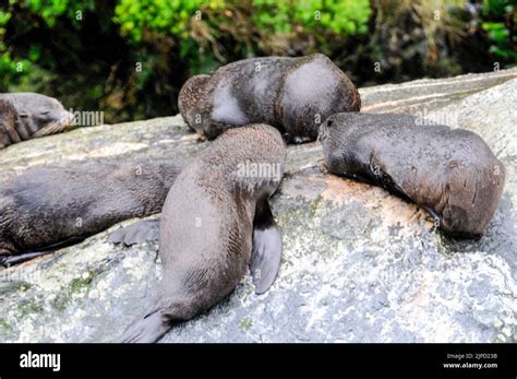 Fur Seals Resting On Rocks On Milford Sound On South Island New