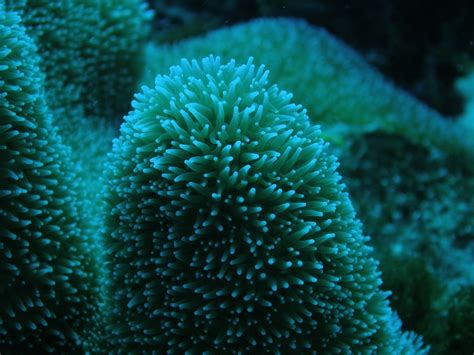 Coral And Invertebrates Closeup Of Coral Polyps