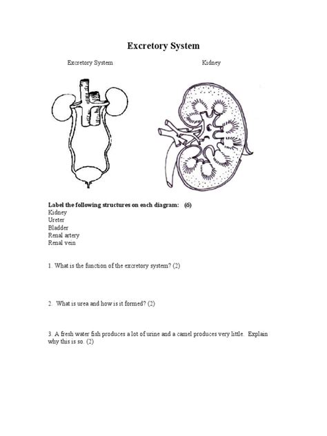 Excretory System Worksheet | PDF