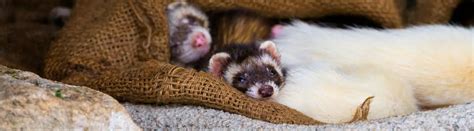 19 Baby Ferret Facts And What To Do If You Want To Care For One