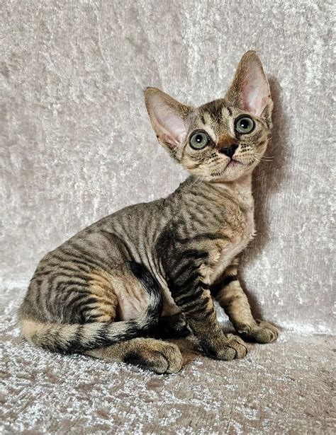 Discover The Unique Devon Rex Cat Your Ultimate Care Guide Purebred