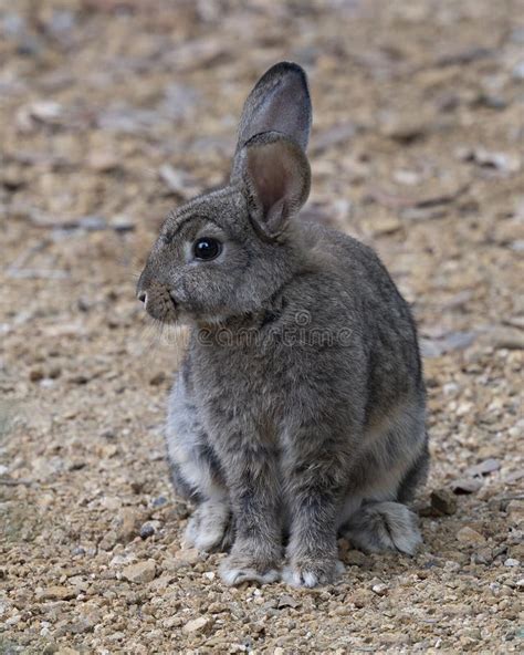 Eastern Cottontail Sylvilagus Floridanus Standing In Green Grass