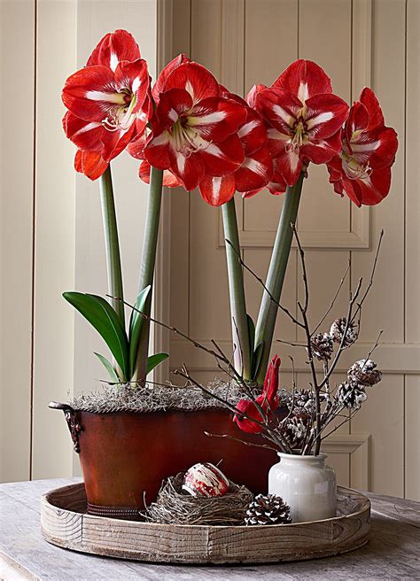 Stunning Amaryllis Varieties To Plant Right Now Artofit