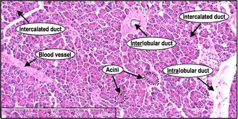 Histoquarterly Pancreas Histology Blog