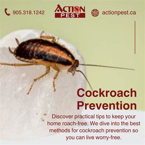 Dont Roach Your Luck The Ins And Outs Of Cockroach Prevention Action Pest Control Services