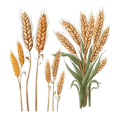 Wheat Clipart Illustration Of Wheat Plants Cartoon Vector Wheat