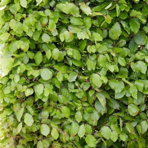 Common Beech Hedging Fagus Sylvatica Roots Plants