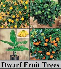 A Guide For Planting Dwarf Fruit Trees In Containers Info You Should Know