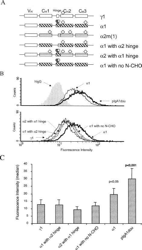 N And O Glycosylation Of Iga Is Important In Iga1 Tfr Interaction A Download Scientific