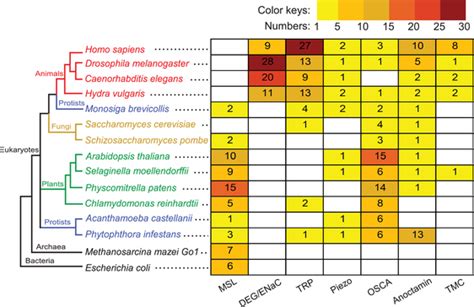 Numbers Of Four Mechanosensitive Ion Channels And Two Ion Channels