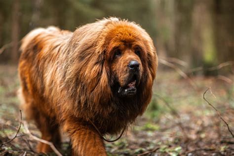 Daftar Jenis Anjing Besar Yang Bisa Dijadikan Peliharaan