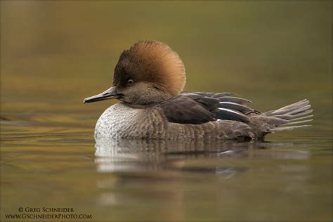 Hooded Merganser hen side profile